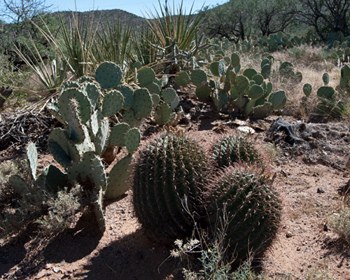 saguaro