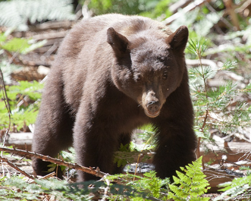 bear sequioa national park