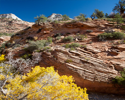 zion national park photographs